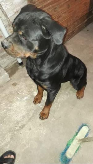 Rottweiler soy de quilmes (particular) 