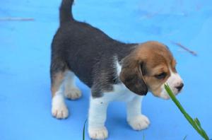 BEAGLES Y JACK RUSSEL TERRIER