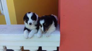 Border collie 