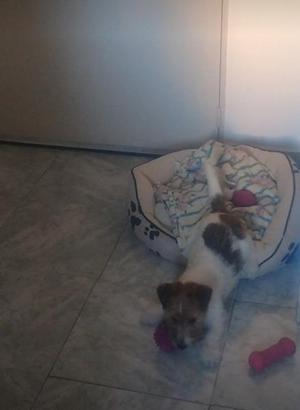 Cachorro Jack Russell Broken