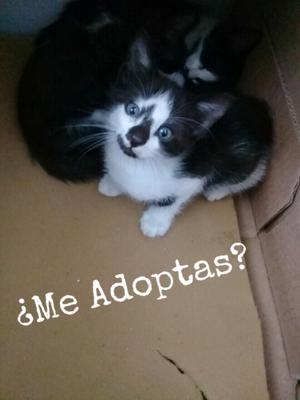 Gatitos en adopcion