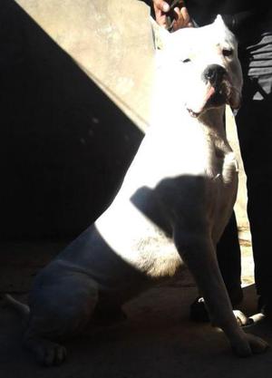 Hermosos Cachorros De Dogo Argentino, 45 Días.