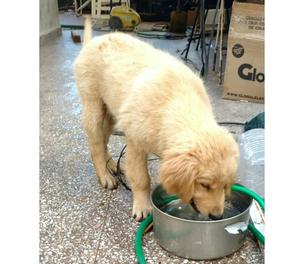 Liquido Cachorro Golden Retriever Vacunado y Desparacitado