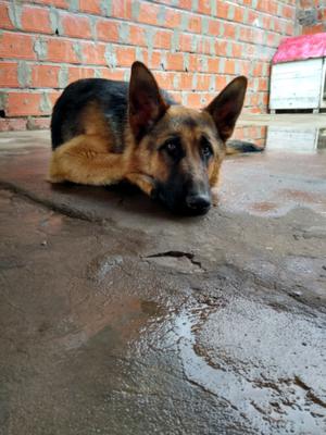 vendo hermoso ovejero alemán 10 meses