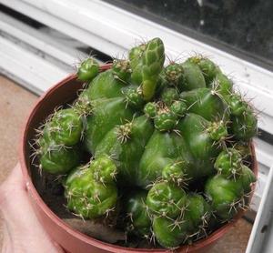 Cactus Gymnocalycium Marsoneri Ssp. Matoense maceta 12