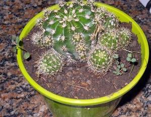 Cactus echinopsis oxigona maceta 12 lleno de hijos