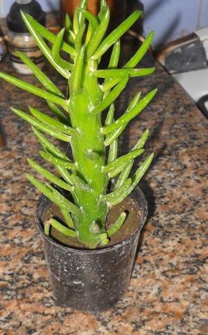 opuntia subulata maceta 9