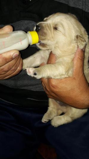 Cachorros golden retriever