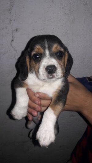 Beagles cachorros hermosos y mimosos