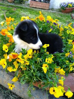 Border Collie Hembra