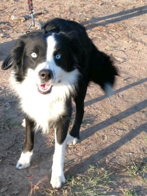 Border Collie cachorros