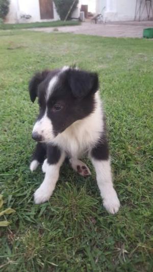 Border Collie - ultimas dos perritas