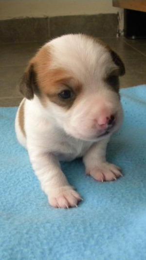 CACHORROS JACK RUSSELL TERRIER