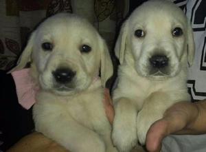 CACHORROS LABRADORES !!!! I