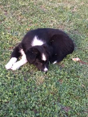 Cachorra Border Collie