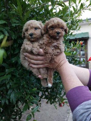 Cachorros Caniches Toy