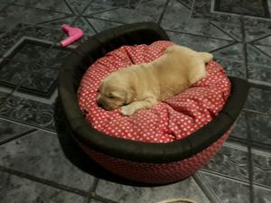 Cachorros golden retriever