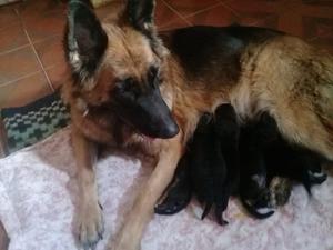 Cachorros ovejeros aleman pelo largo