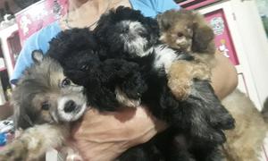 Caniches Mini toy