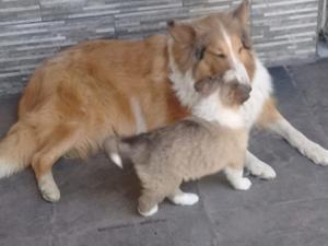 Collie cachorros tricolor y dorados