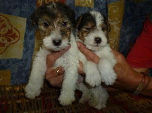 FOX TERRIER WIRE