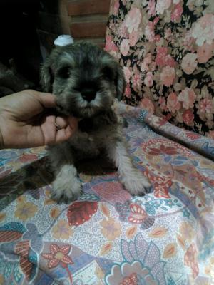 Schnauzer mini macho de 90 días. Gasper criadero