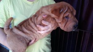 Shar pei machito rojo