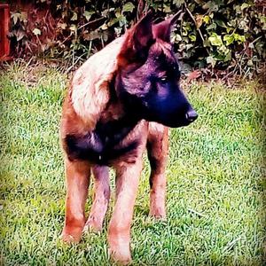 Vendo Cachorros Ovejero Belga Malinois