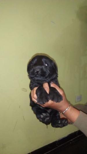 Vendo cachorros esnauzer gigante