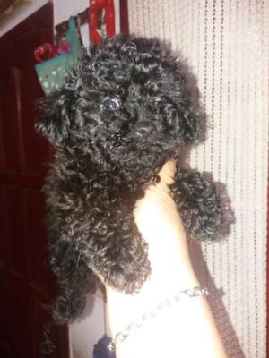 Vendo caniche al 