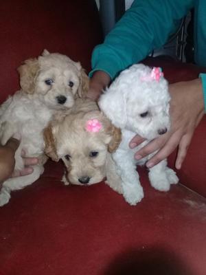 Vendo caniche micro toy