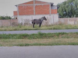 Vendo o permuto por algo de mi interés.