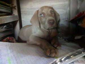 cachorrita weimaraner de 50 dias