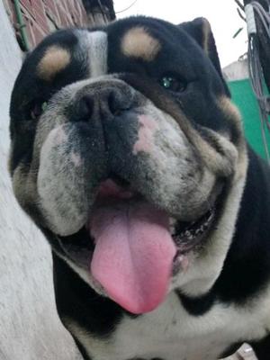 Bulldog ingles black tri venta o permuta x bulldog hembra