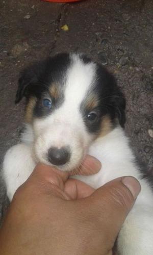 Cachorros collie (lassie} listos para entrega