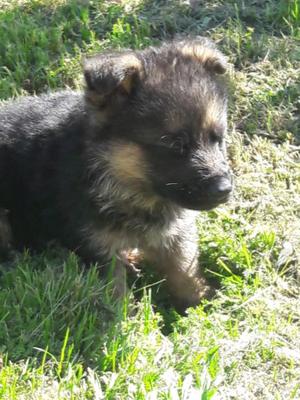 Cachorros ovejero alemán