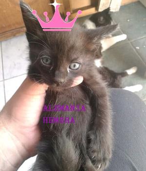 GATITOS EN ADOPCION. SOLO CABA