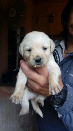 Labradores y Weimaraner