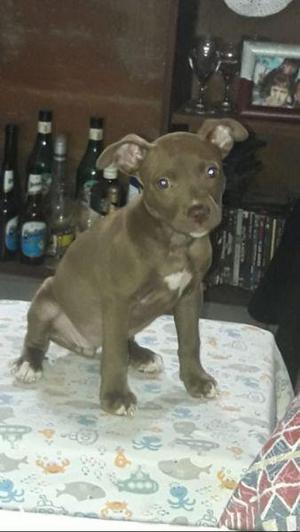 Perrita pitbull de 2 meses