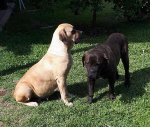 VENDO CACHORROS CANE CORSO CON PÉDIGREE