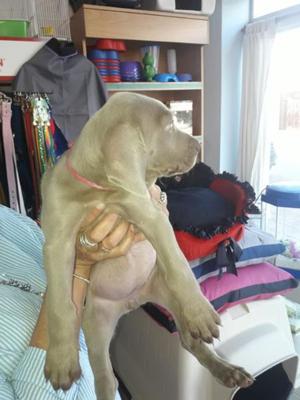 WEIMARANER HEMBRA 50 DIAS