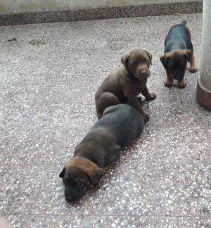 doberman crusada con pitlbur