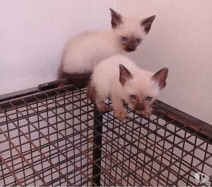 venta de gatitos siames olivos vte lopez