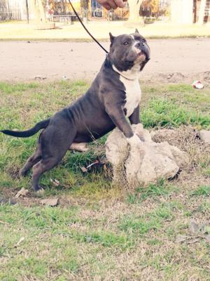 American bully pocket