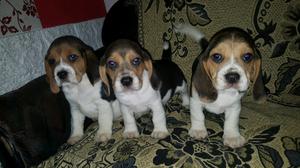 Beagles 3 Machitos