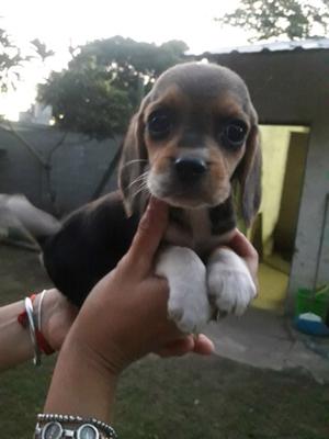 Beagles cachorros hermosisimos