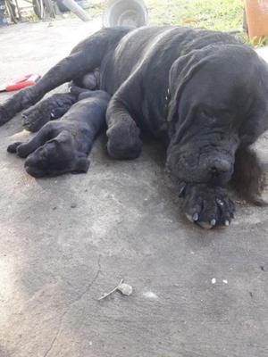 Cachorros fila corso