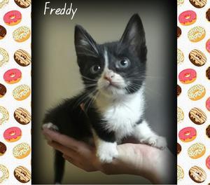 FREDDY busca hogar