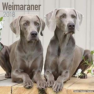 PERRITA WEIMARANER LISTA PARA ENTREGAR