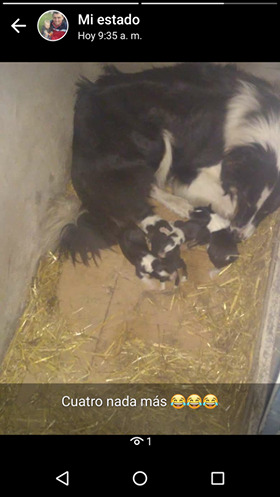 Perritos collie tricolor